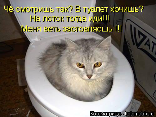 Чё смотришь так? В туалет хочишь? На лоток тогда иди!!! Меня веть застовляешь !!!... Котоматрица: Чё смотришь так? В туалет хочишь? На лоток тогда иди!!! Меня веть застовляешь !!!