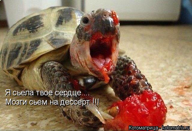 Котоматрица: Я сьела твое сердце.... Мозги сьем на дессерт !!!