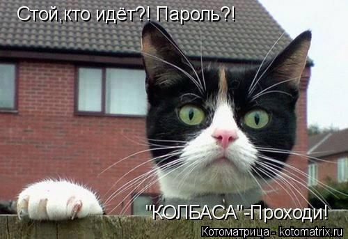 Стой,кто идёт?! Пароль?! "КОЛБАСА"-Проходи!... Котоматрица: Стой,кто идёт?! Пароль?! "КОЛБАСА"-Проходи!