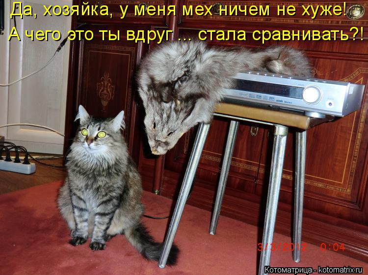 Да, хозяйка, у меня мех ничем не хуже! А чего это ты вдруг ... стала сравнивать?!... Котоматрица: Да, хозяйка, у меня мех ничем не хуже! А чего это ты вдруг ... стала сравнивать?!