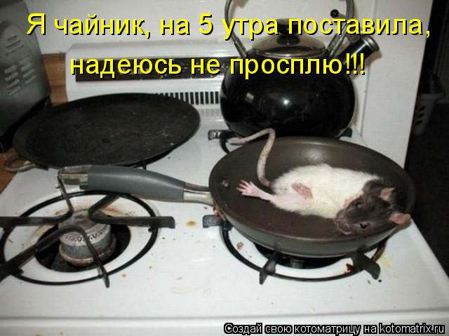 надеюсь не просплю!!! Я чайник, на 5 утра поставила,... Котоматрица: надеюсь не просплю!!! Я чайник, на 5 утра поставила,