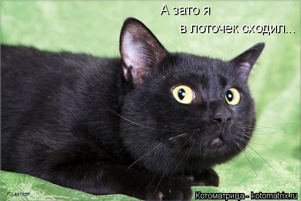 А зато я в лоточек сходил...... Котоматрица: А зато я в лоточек сходил...