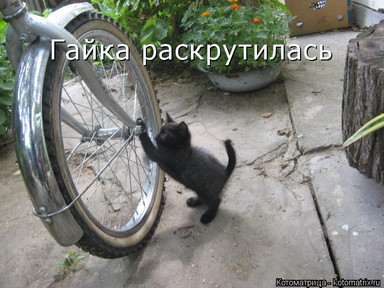 Гайка раскрутилась... Котоматрица: Гайка раскрутилась