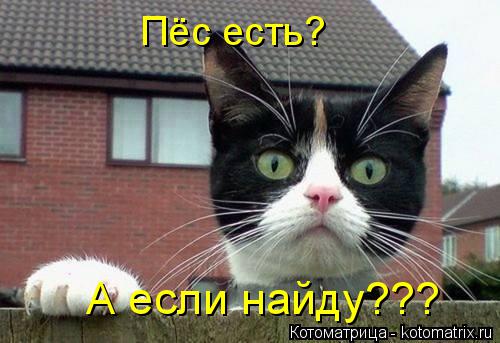 Пёс есть? А если найду???... Котоматрица: Пёс есть? А если найду???