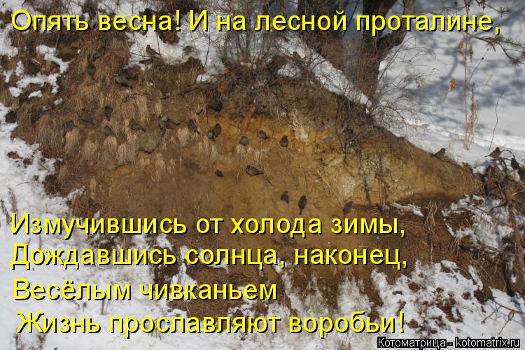 Опять весна! И на лесной проталине, Измучившись от холода зимы, Дождавшись солнца, наконец, Весёлым ч... Котоматрица: Опять весна! И на лесной проталине, Измучившись от холода зимы, Дождавшись солнца, наконец, Весёлым чивканьем Жизнь прославляют воробьи!