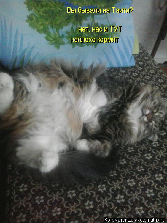 Вы бывали на Таити? нет, нас и ТУТ неплохо кормят... Котоматрица: Вы бывали на Таити? нет, нас и ТУТ неплохо кормят