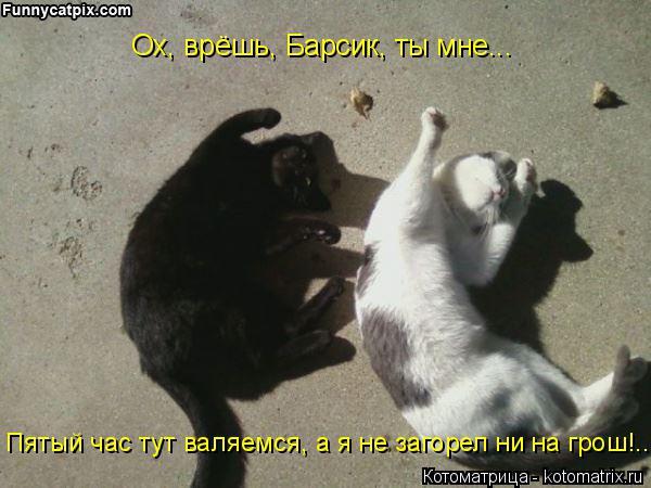 Ох, врёшь, Барсик, ты мне... Пятый час тут валяемся, а я не загорел ни на грош!..... Котоматрица: Ох, врёшь, Барсик, ты мне... Пятый час тут валяемся, а я не загорел ни на грош!..