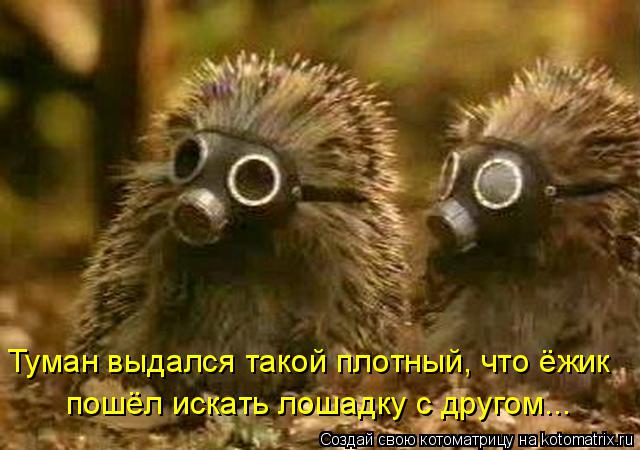 Туман выдался такой плотный, что ёжик пошёл искать лошадку с другом...... Котоматрица: Туман выдался такой плотный, что ёжик пошёл искать лошадку с другом...