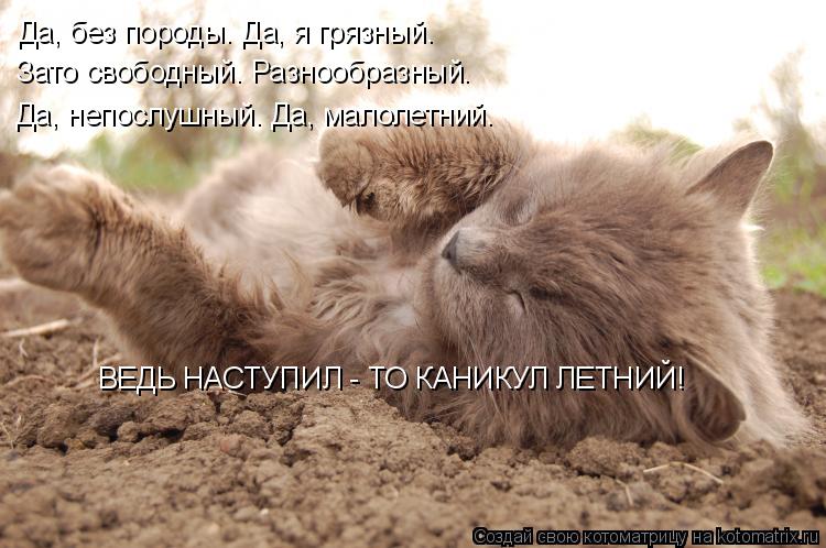 Да, без породы. Да, я грязный. Зато свободный. Разнообразный. Да, непослушный. Да, малолетний. ВЕДЬ Н... Котоматрица: Да, без породы. Да, я грязный. Зато свободный. Разнообразный. Да, непослушный. Да, малолетний. ВЕДЬ НАСТУПИЛ - ТО КАНИКУЛ ЛЕТНИЙ!