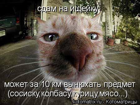 сдам на ищейку может за 10 км вынюхать предмет (сосиску,колбасу,курицу,мясо...)... Котоматрица: сдам на ищейку может за 10 км вынюхать предмет (сосиску,колбасу,курицу,мясо...)