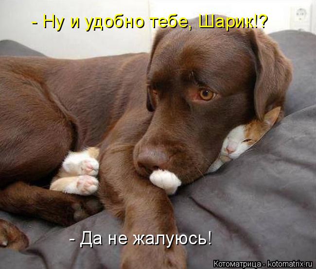 - Ну и удобно тебе, Шарик!? - Да не жалуюсь!... Котоматрица: - Ну и удобно тебе, Шарик!? - Да не жалуюсь!