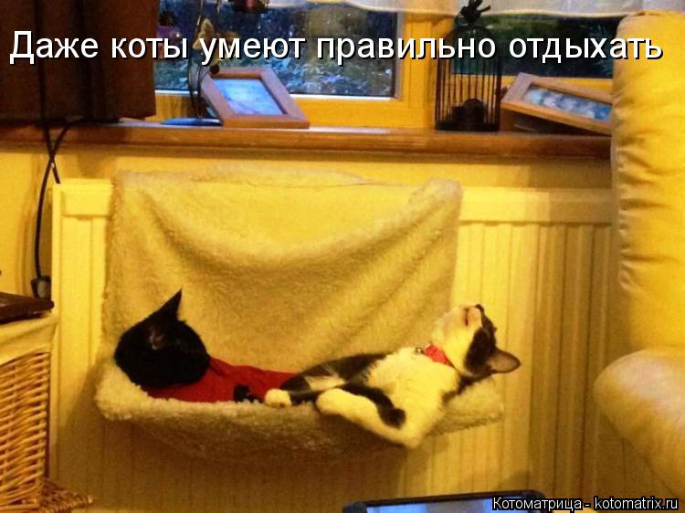 Котоматрица: Даже коты умеют правильно отдыхать
