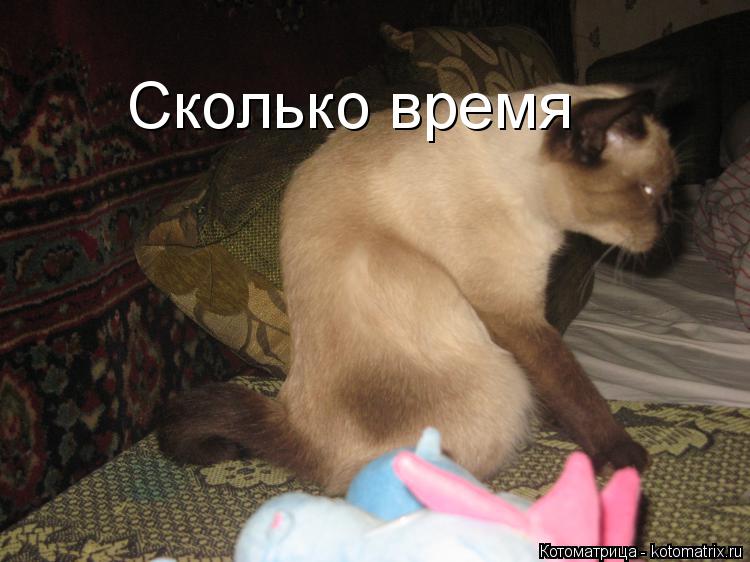 Сколько время... Котоматрица: Сколько время