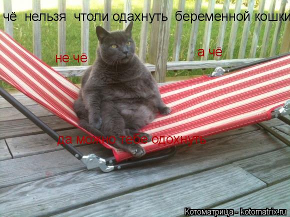 чё нельзя чтоли одахнуть беременной кошки да можно тебе одохнуть а чё не чё... Котоматрица: чё нельзя чтоли одахнуть беременной кошки да можно тебе одохнуть а чё не чё