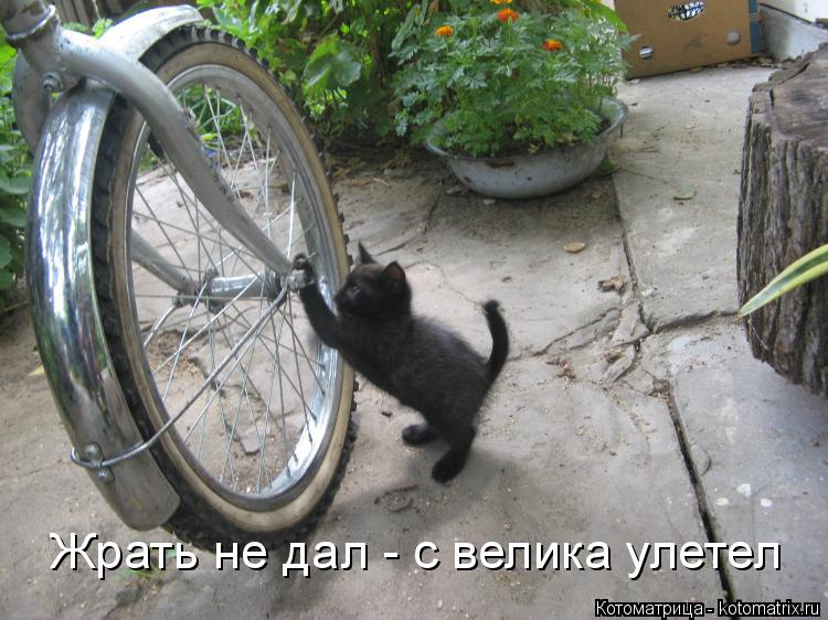 Жрать не дал - с велика улетел... Котоматрица: Жрать не дал - с велика улетел