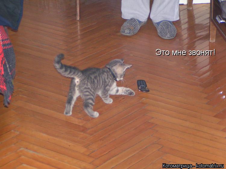 Это мне звонят!... Котоматрица: Это мне звонят!