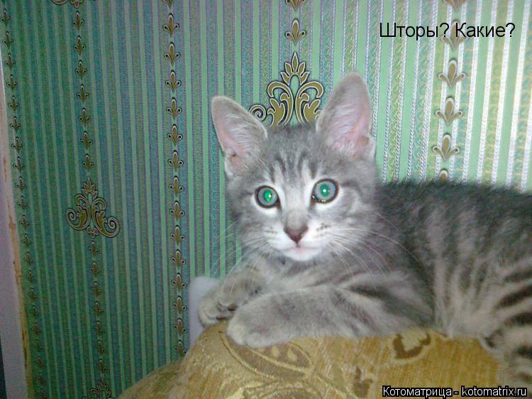 Шторы? Какие?... Котоматрица: Шторы? Какие?