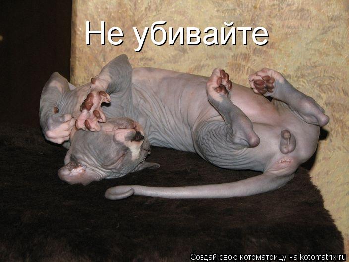 Не убивайте... Котоматрица: Не убивайте