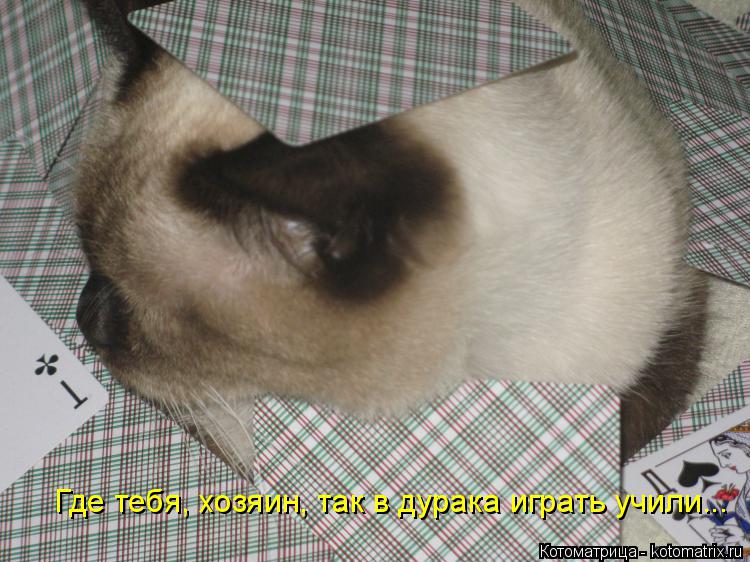 Где тебя, хозяин, так в дурака играть учили...... Котоматрица: Где тебя, хозяин, так в дурака играть учили...