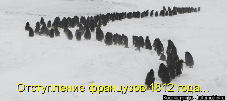 Отступление французов 1812 года...... Котоматрица: Отступление французов 1812 года...