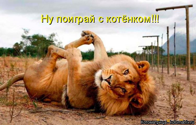 Ну поиграй с котёнком!!!... Котоматрица: Ну поиграй с котёнком!!!