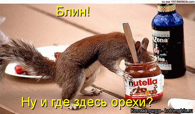 Блин! Ну и где здесь орехи?... Котоматрица: Блин! Ну и где здесь орехи?