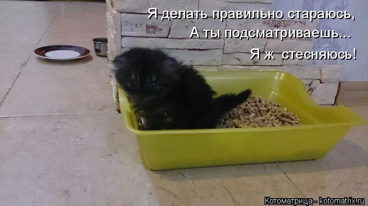 Я делать правильно стараюсь, А ты подсматриваешь... Я ж стесняюсь!... Котоматрица: Я делать правильно стараюсь, А ты подсматриваешь... Я ж стесняюсь!