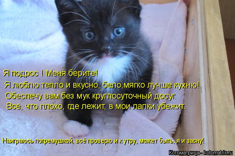 Я подрос ! Меня берите! Я люблю тепло и вкусно, бело,мягко лучше кухню! Обеспечу вам без мук круглосу... Котоматрица: Я подрос ! Меня берите! Я люблю тепло и вкусно, бело,мягко лучше кухню! Обеспечу вам без мук круглосуточный досуг. Всё, что плохо, где лежит, в