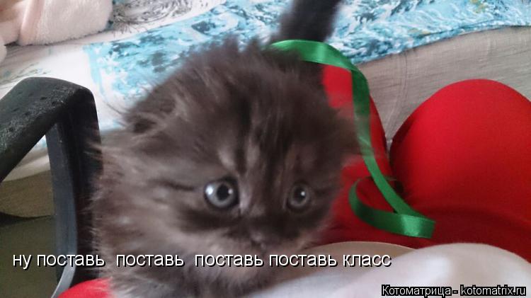 Котоматрица: ну поставь  поставь  поставь поставь класс