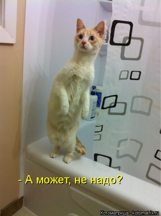 - А может, не надо?... Котоматрица: - А может, не надо?
