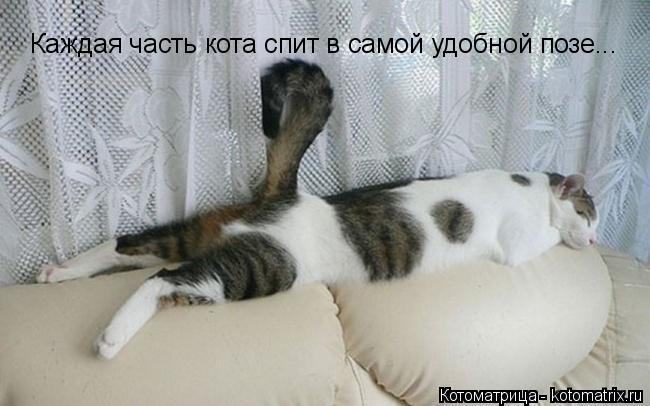 Каждая часть кота спит в самой удобной позе...... Котоматрица: Каждая часть кота спит в самой удобной позе...