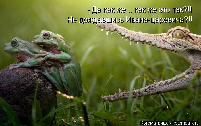 - Да как же... как же это так?!! Не дождавшись Ивана-царевича?!!... Котоматрица: - Да как же... как же это так?!! Не дождавшись Ивана-царевича?!!