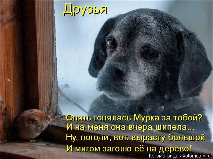 Друзья Опять гонялась Мурка за тобой? И на меня она вчера шипела... Ну, погоди, вот, вырасту большой ... Котоматрица: Друзья Опять гонялась Мурка за тобой? И на меня она вчера шипела... Ну, погоди, вот, вырасту большой И мигом загоню её на дерево!