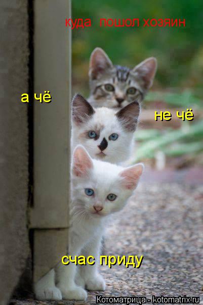 куда пошол х куда пошол хозяин счас приду а чё не чё... Котоматрица: куда пошол х куда пошол хозяин счас приду а чё не чё