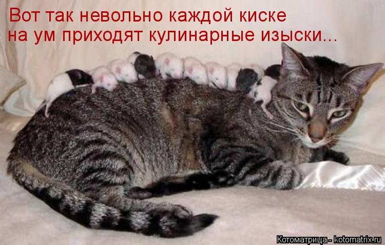 Вот так невольно каждой киске на ум приходят кулинарные изыски...... Котоматрица: Вот так невольно каждой киске на ум приходят кулинарные изыски...