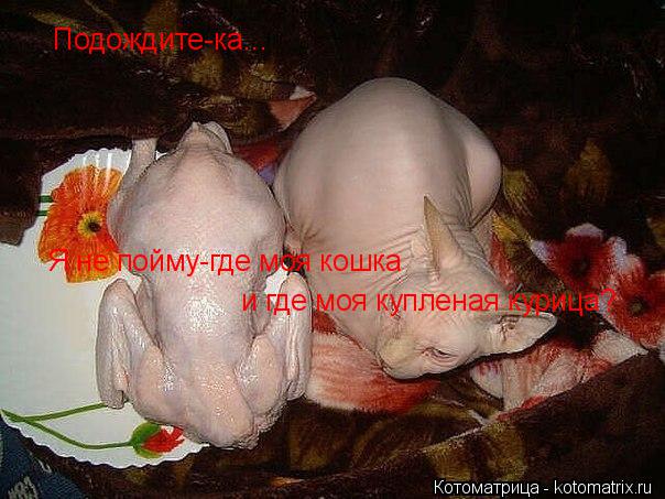Подождите-ка... Я не пойму-где моя кошка и где моя купленая курица?... Котоматрица: Подождите-ка... Я не пойму-где моя кошка и где моя купленая курица?