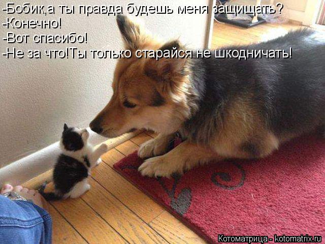 -Бобик,а ты правда будешь меня защищать? -Конечно! -Вот спасибо! -Не за что!Ты только старайся не шко... Котоматрица: -Бобик,а ты правда будешь меня защищать? -Конечно! -Вот спасибо! -Не за что!Ты только старайся не шкодничать!