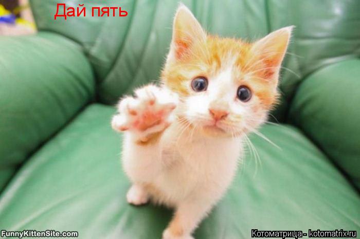 Дай пять... Котоматрица: Дай пять