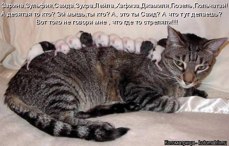 Зарина,Зульфия,Саида,Зухра,Лейла,Хафиза,Джамиля,Гюзель,Гюльчатай! А десятая то кто? Эй мышь,ты кто? А... Котоматрица: Зарина,Зульфия,Саида,Зухра,Лейла,Хафиза,Джамиля,Гюзель,Гюльчатай! А десятая то кто? Эй мышь,ты кто? А, это ты Саид? А что тут делаешь? Вот токо