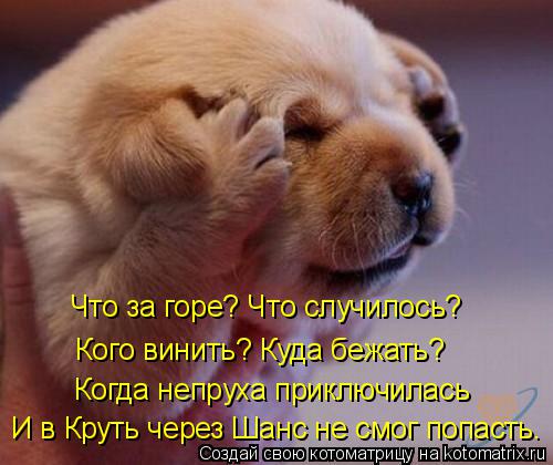 Что за горе? Что случилось? Кого винить? Куда бежать? Когда непруха приключилась И в Круть через Шанс... Котоматрица: Что за горе? Что случилось? Кого винить? Куда бежать? Когда непруха приключилась И в Круть через Шанс не смог попасть.