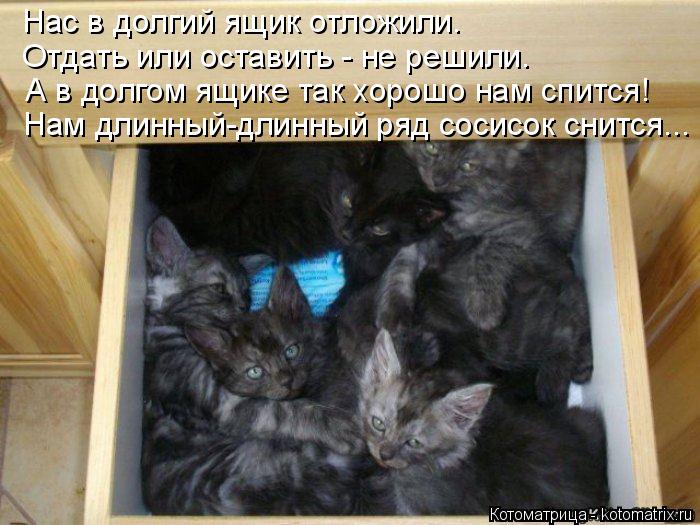 Нас в долгий ящик отложили. Отдать или оставить - не решили. А в долгом ящике так хорошо нам спится! ... Котоматрица: Нас в долгий ящик отложили. Отдать или оставить - не решили. А в долгом ящике так хорошо нам спится! Нам длинный-длинный ряд сосисок снится...