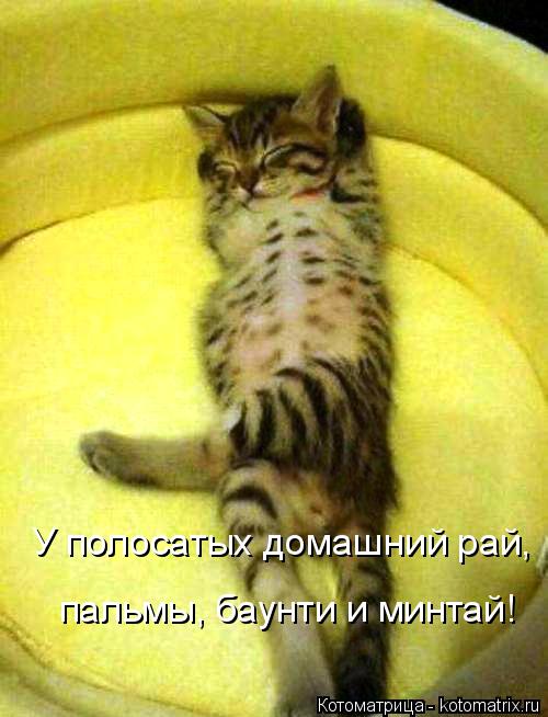 У полосатых домашний рай, пальмы, баунти и минтай!... Котоматрица: У полосатых домашний рай, пальмы, баунти и минтай!