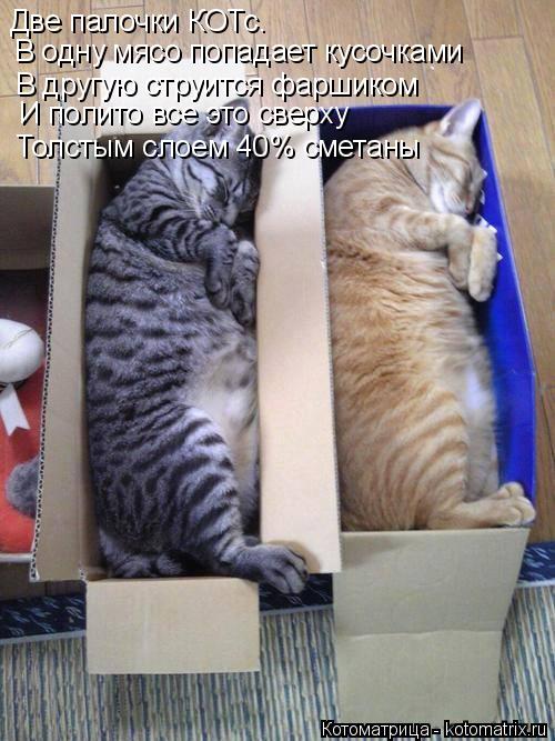 Две палочки КОТс. В одну мясо попадает кусочками В другую струится фаршиком И полито все это сверху ... Котоматрица: Две палочки КОТс. В одну мясо попадает кусочками В другую струится фаршиком И полито все это сверху Толстым слоем 40% сметаны