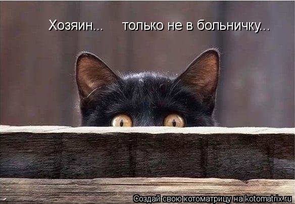 Хозяин... только не в больничку...... Котоматрица: Хозяин... только не в больничку...