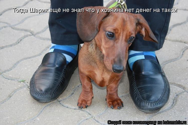 Тогда Шарик ещё не знал что у хозяина нет денег на такси... Котоматрица: Тогда Шарик ещё не знал что у хозяина нет денег на такси