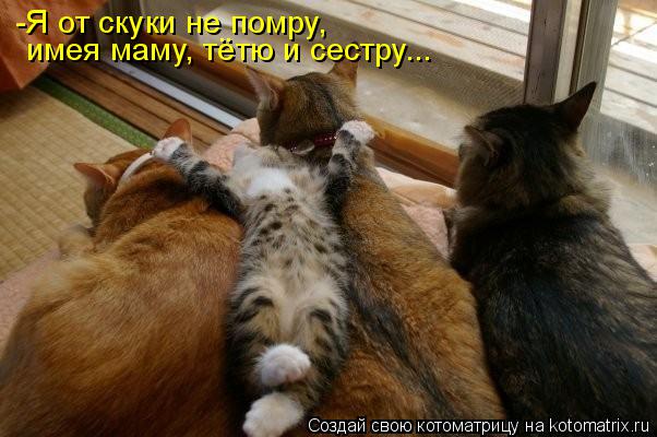 -Я от скуки не помру, имея маму, тётю и сестру...... Котоматрица: -Я от скуки не помру, имея маму, тётю и сестру...