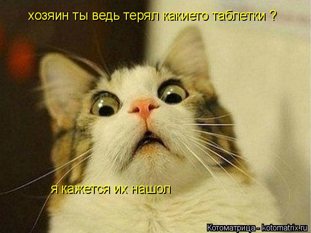 хозяин ты ведь терял какието таблетки ? я кажется их нашол... Котоматрица: хозяин ты ведь терял какието таблетки ? я кажется их нашол