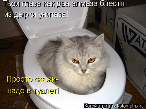Твои глаза как два алмаза блестят из дырки унитаза! Просто скажи- надо в туалет!... Котоматрица: Твои глаза как два алмаза блестят из дырки унитаза! Просто скажи- надо в туалет!