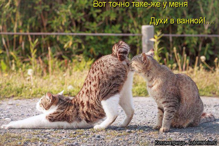 Котоматрица: Вот точно таке-же у меня  Духи в ванной!.... Духи в ванной!....