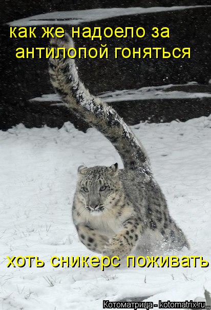 Котоматрица: как же надоело за антилопой гоняться хоть сникерс поживать